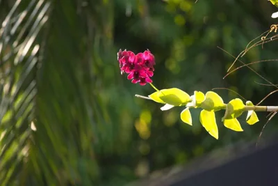 Baan Heaven / Patong Beach Pool Villa Sleeps up to 15 – Foto 8